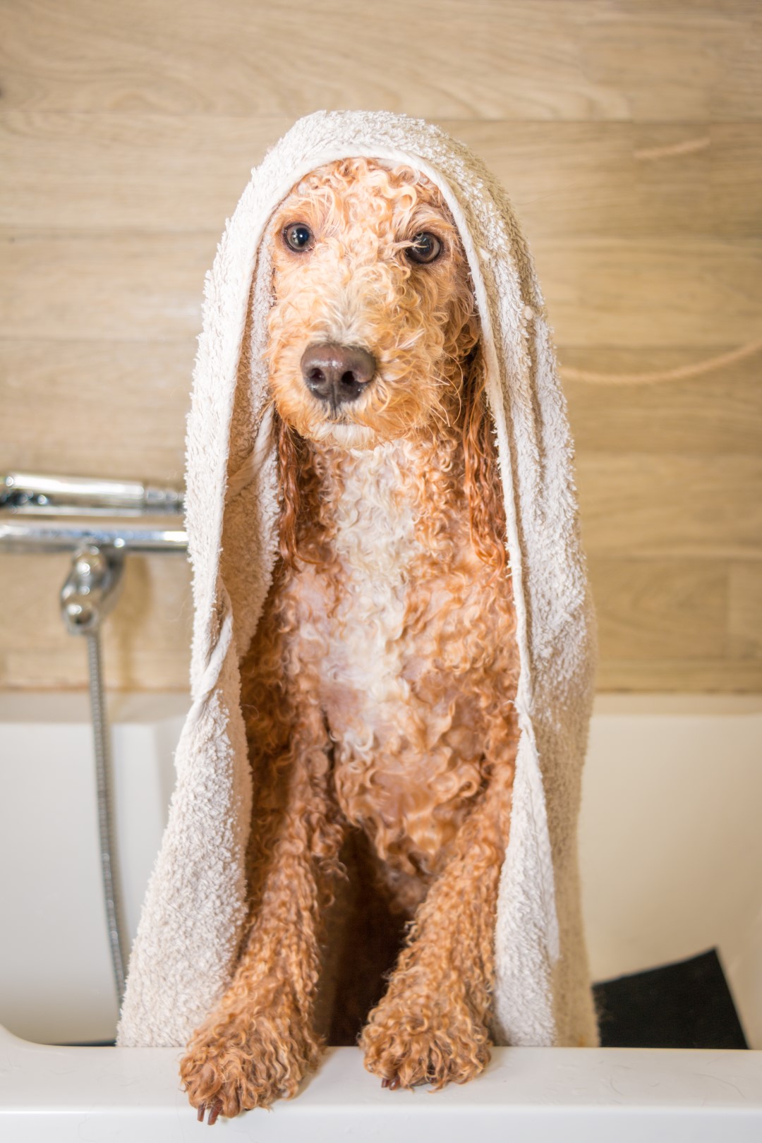 Poodle after a bath