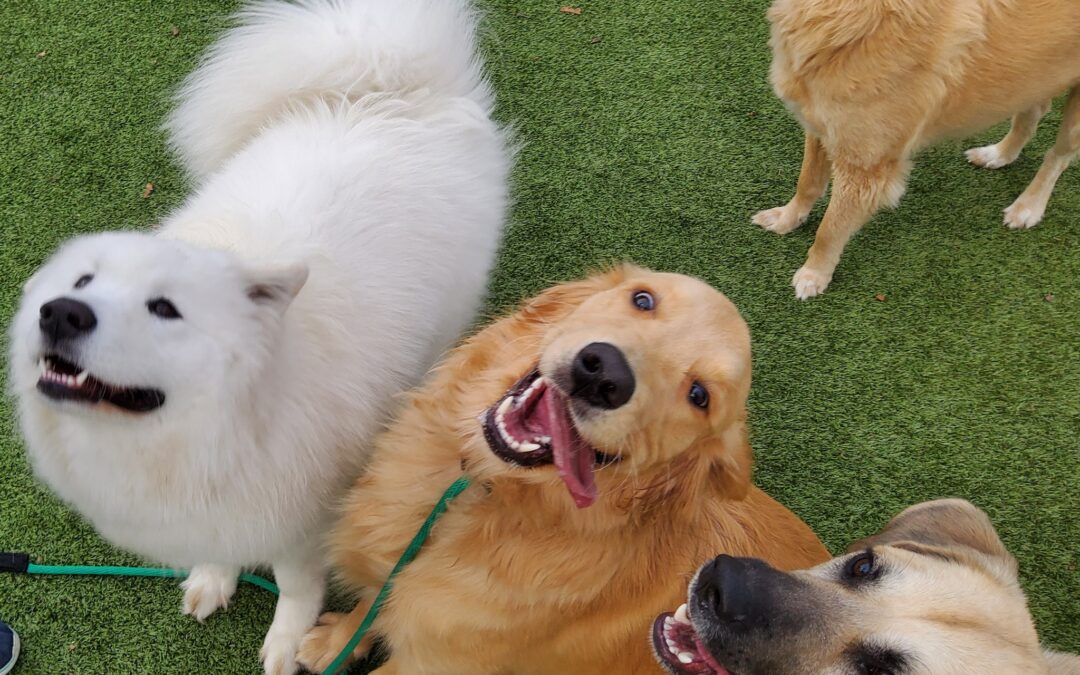 WAG Magazine features Wiggles Pet Resort