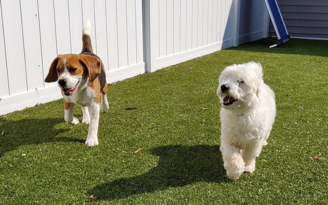 Wiggles Pet Resort Featured in Hudson Valley Magazine