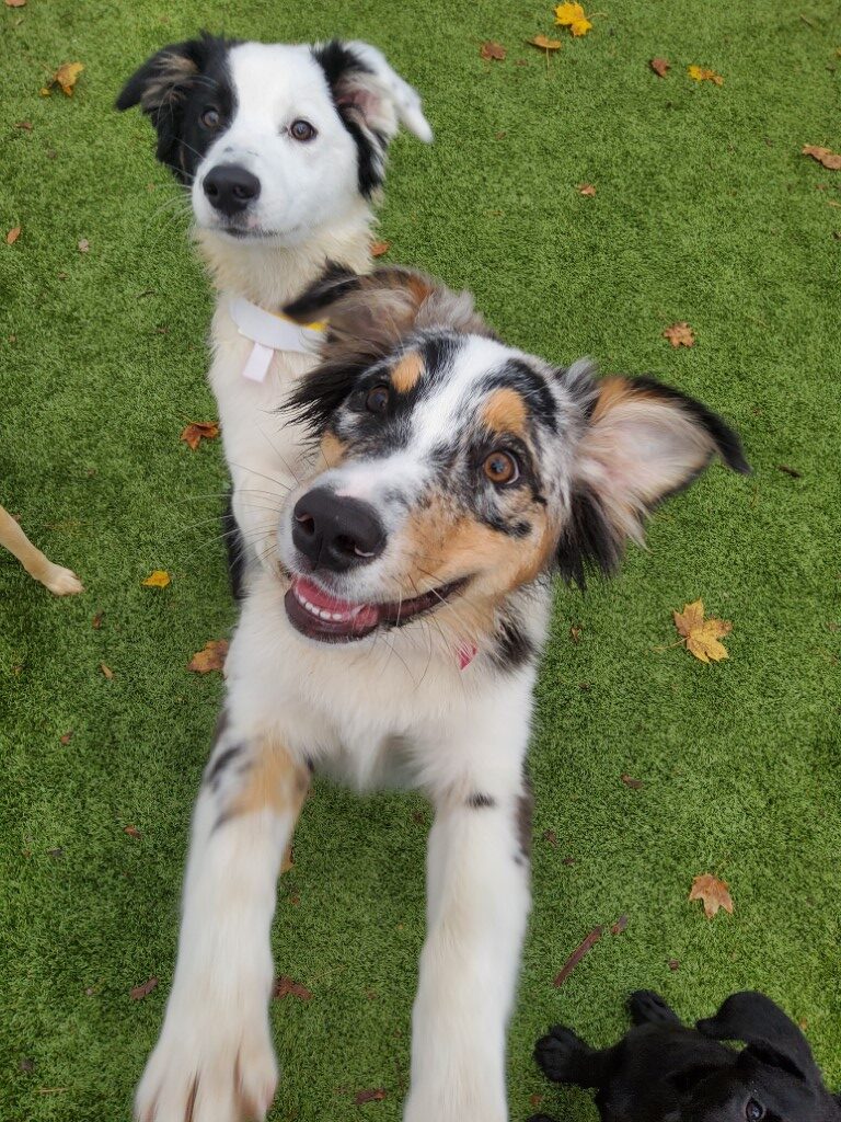 dog boarding Mahopac