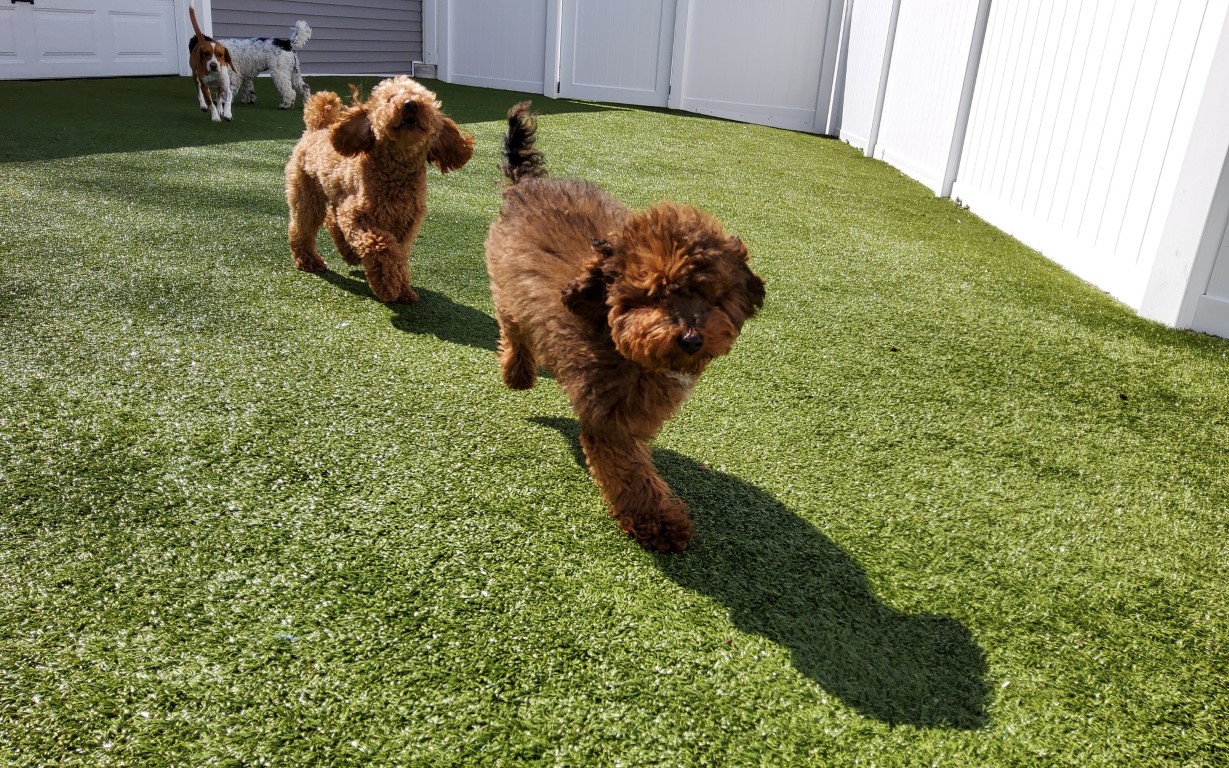 dog boarding Mahopac