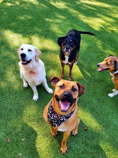 dogs sitting together in the grass