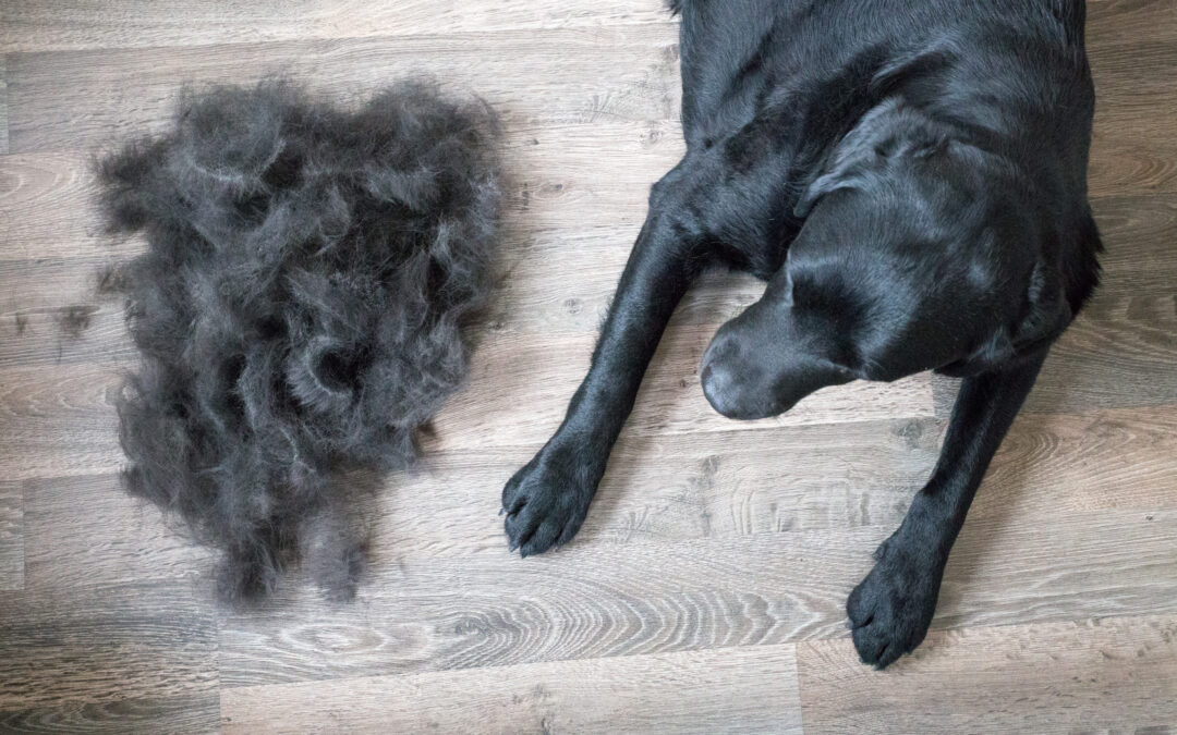 3 Tips on How to Control Shedding from the Professionals