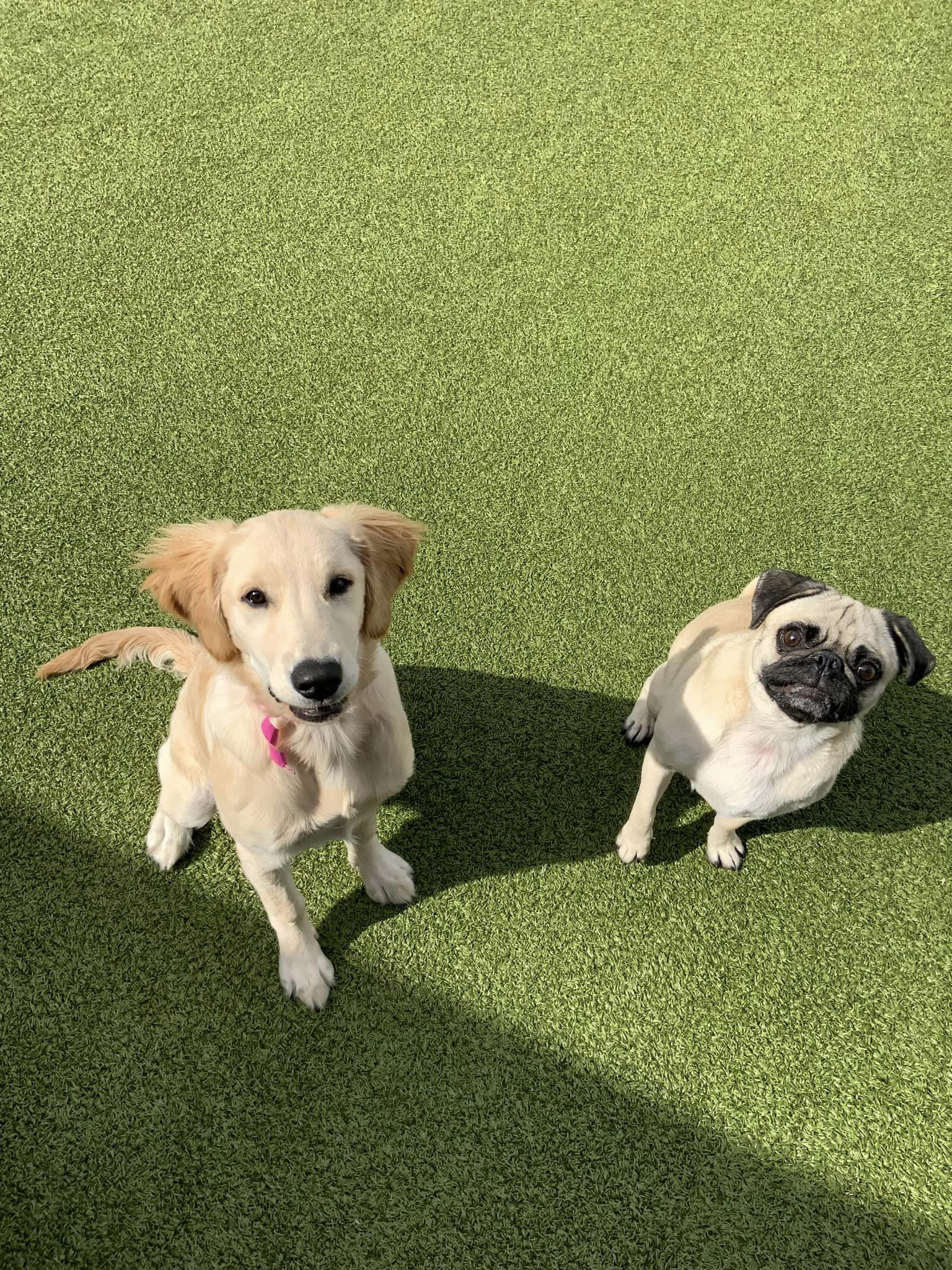 dogs sitting together in the grass