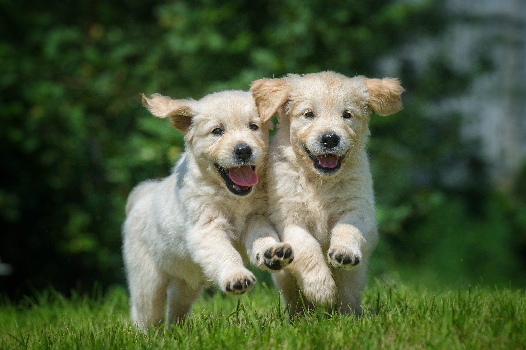 dogs playing in the pool