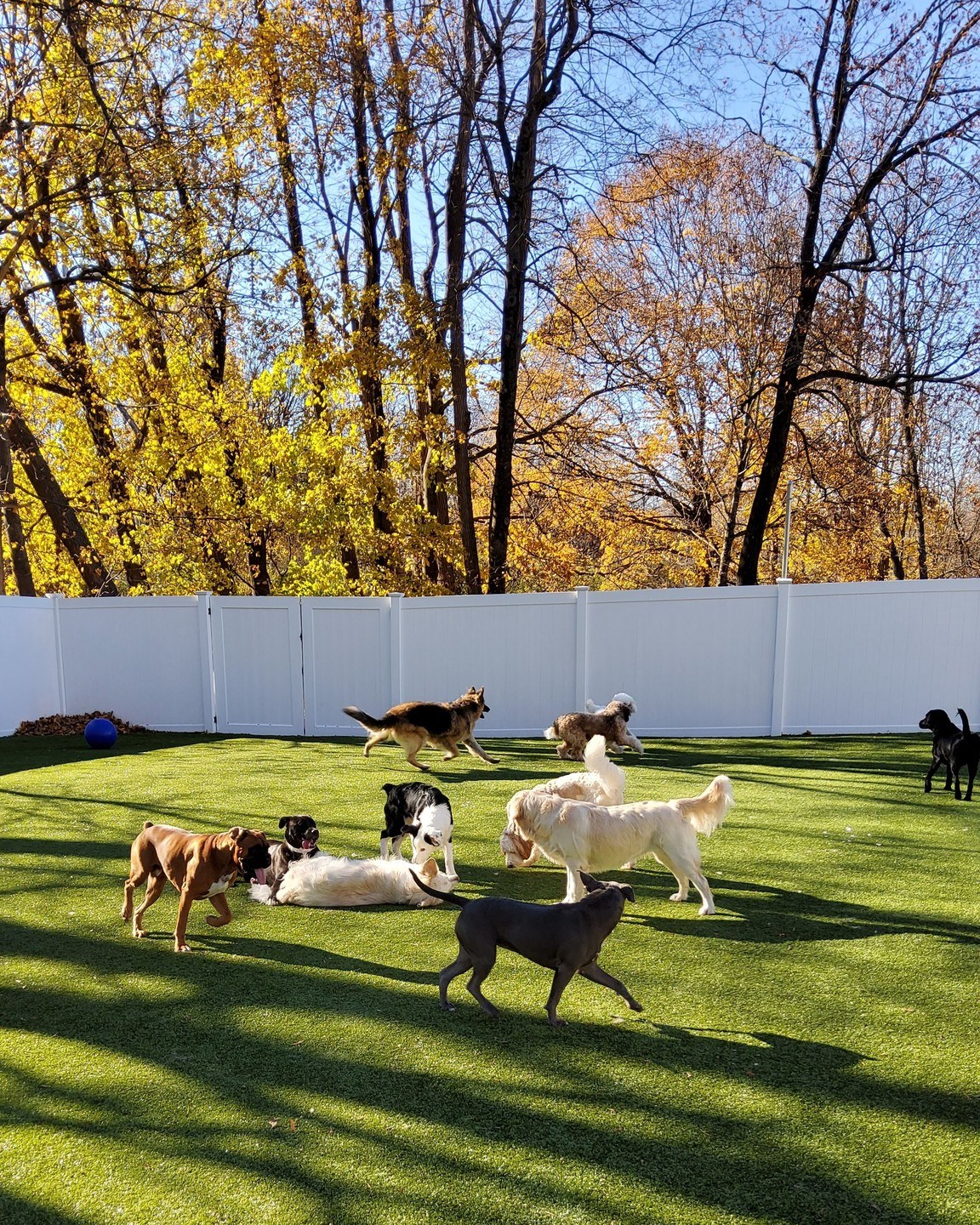 Group of dogs playing outside at Wiggles Pet Resort in Mahopac, NY