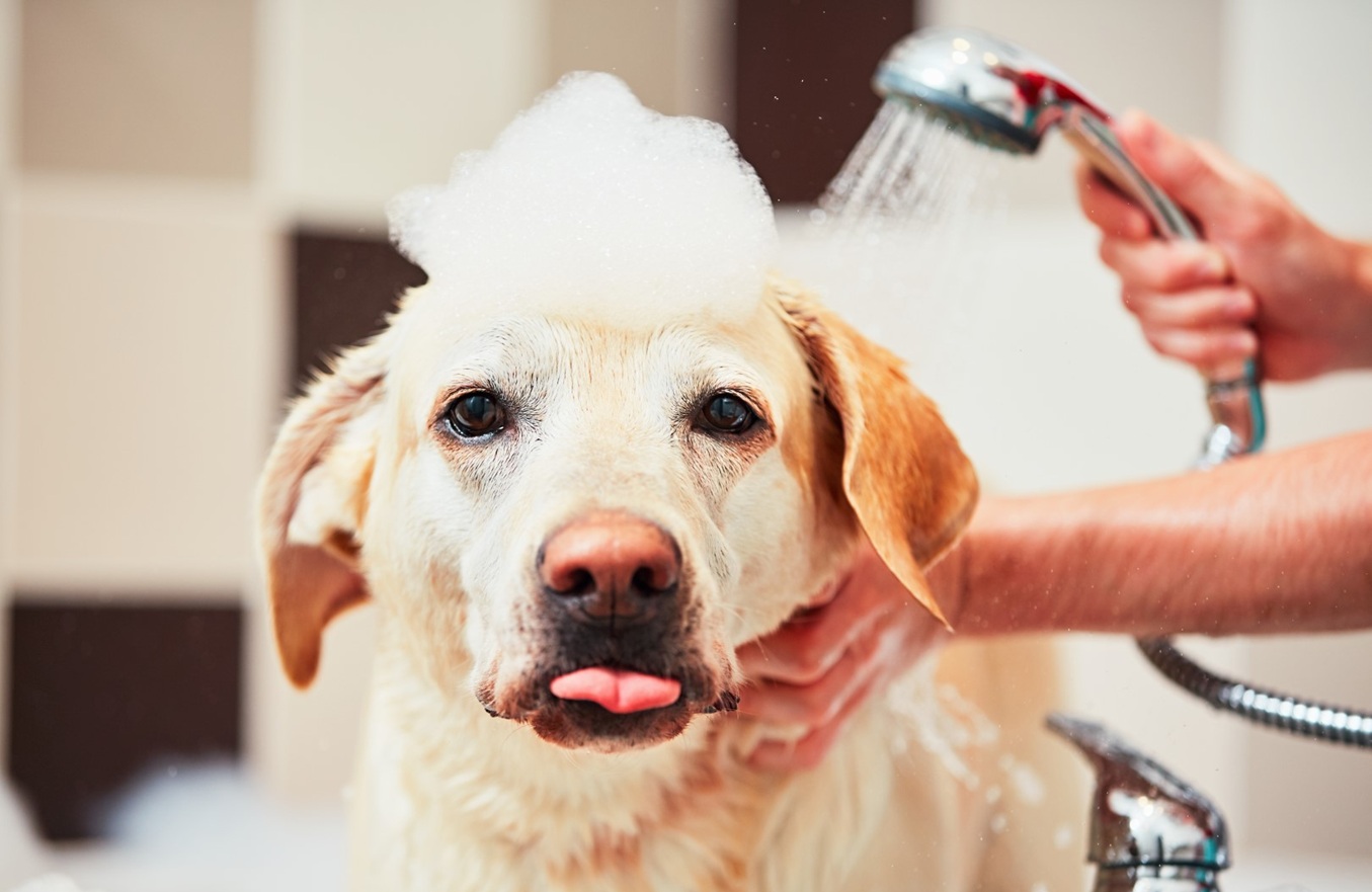 Bathing of the yellow labrador retriever